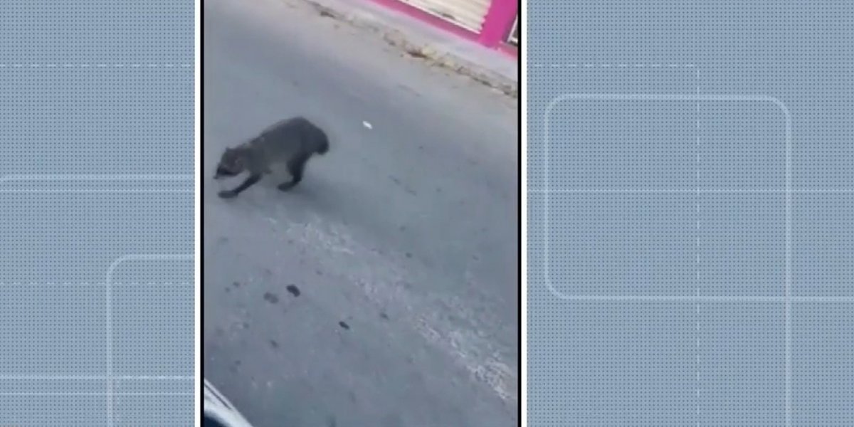 Guaxinim é flagrado em rua de Capim Grosso mas morre após resgate da GCM