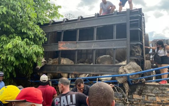 Acidente com caminhão que levava gado deixa animais mortos no oeste da BA