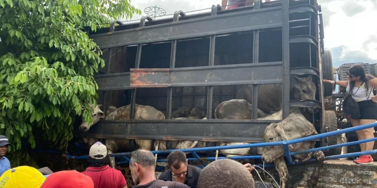 Acidente com caminhão que levava gado deixa animais mortos no oeste da BA