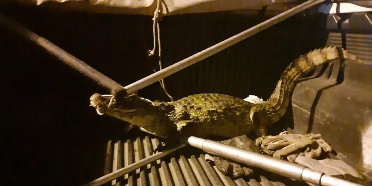 Susto no sul da Bahia: jacaré aparece no meio da rua no centro de Itamaraju