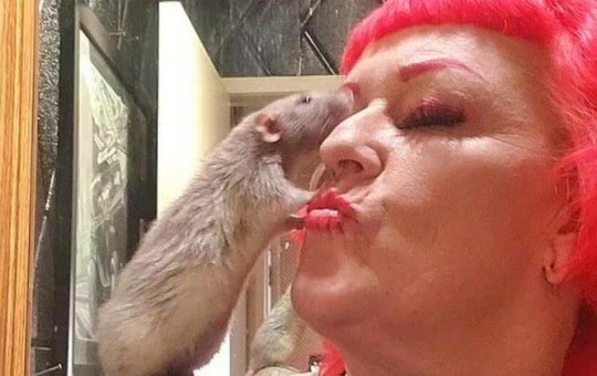 E se a moda pega? Norte-americana cria 50 ratos dentro de casa