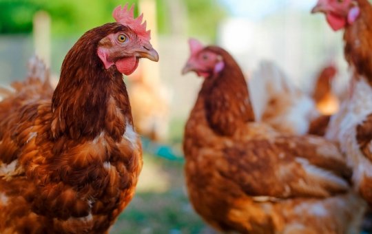 Queda de energia elétrica provoca morte de 30 mil frangos no interior da Bahia