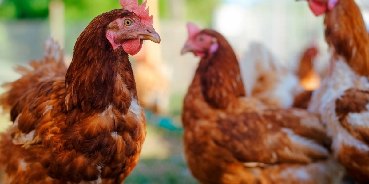 Queda de energia elétrica provoca morte de 30 mil frangos no interior da Bahia