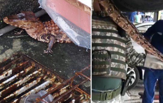 Animais silvestres são resgatados pela GCM em diferentes bairros de Salvador