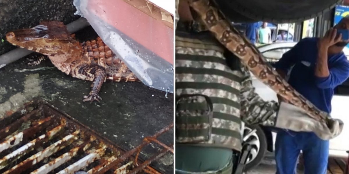 Animais silvestres são resgatados pela GCM em diferentes bairros de Salvador