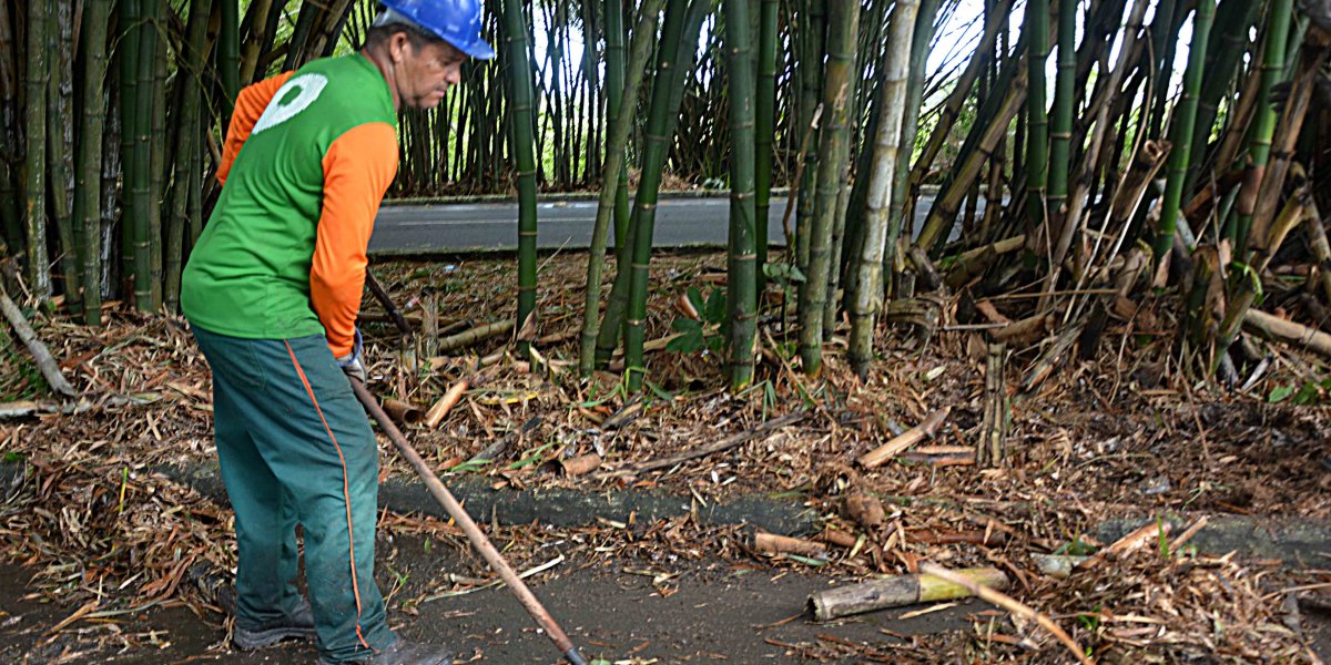 Prefeitura realiza obras de preservação no bambuzal do aeroporto