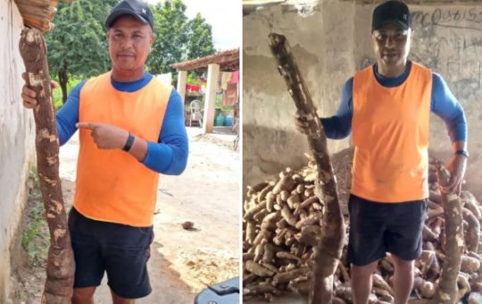 Baiano colhe mandioca de 2 metros e quase 30 kg em Feira de Santana