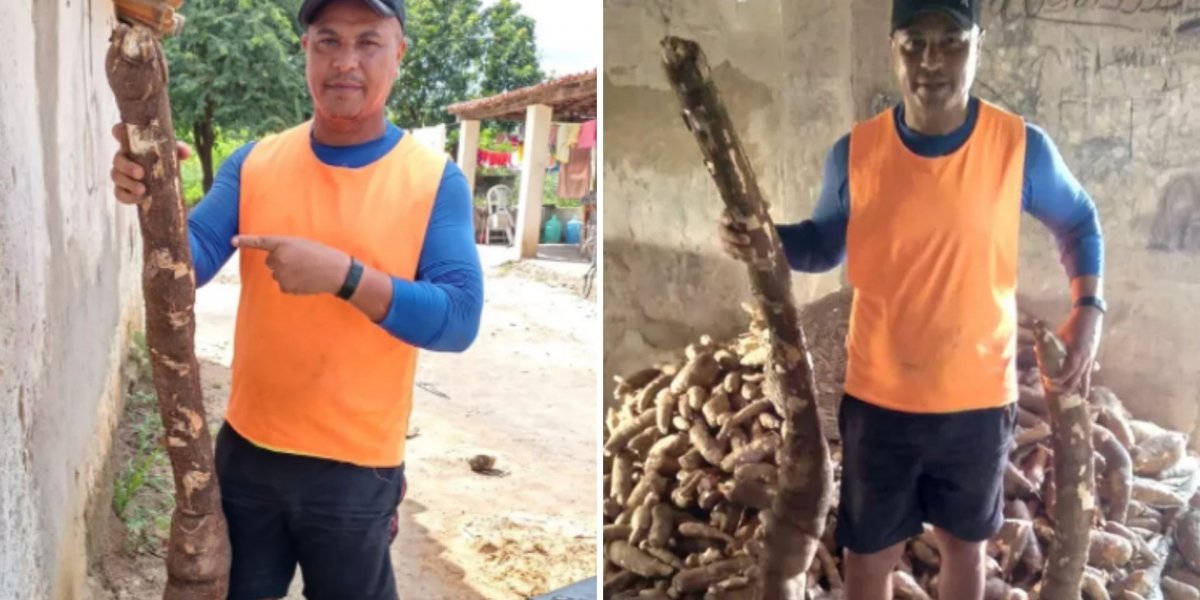 Baiano colhe mandioca de 2 metros e quase 30 kg em Feira de Santana