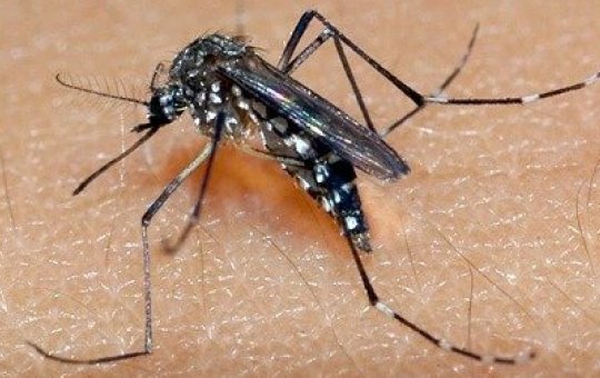 Itabuna tem alta em doenças oriundas do Aedes Aegypti e secretaria emite alerta