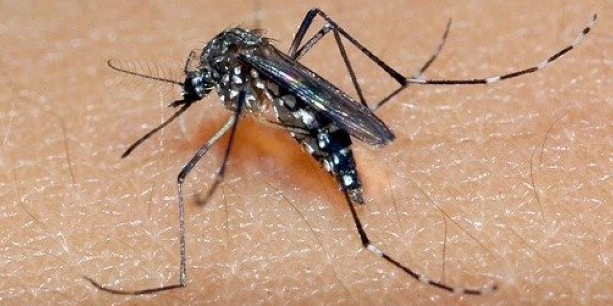 Itabuna tem alta em doenças oriundas do Aedes Aegypti e secretaria emite alerta