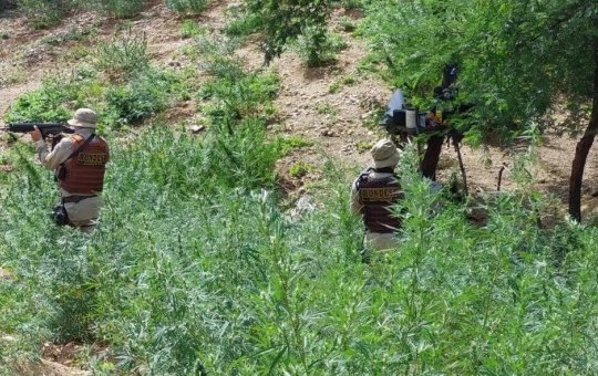 Cerca de 15 mil pés de maconha são destruídos pela polícia em Casa Nova