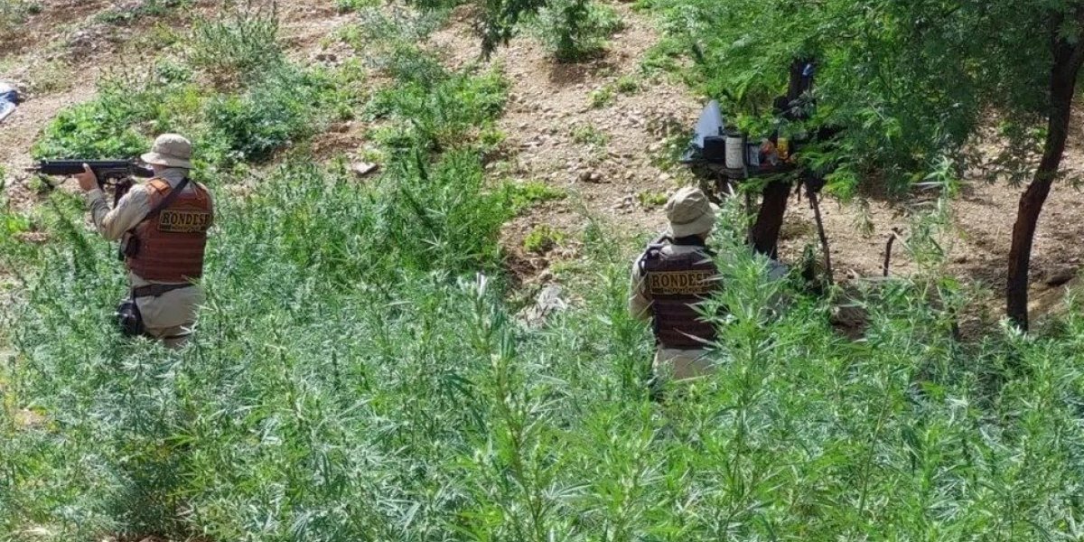Cerca de 15 mil pés de maconha são destruídos pela polícia em Casa Nova