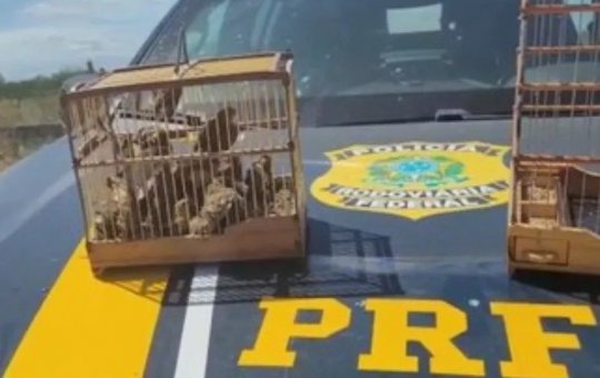 PRF e Inema resgatam 44 pássaros silvestres em Juazeiro