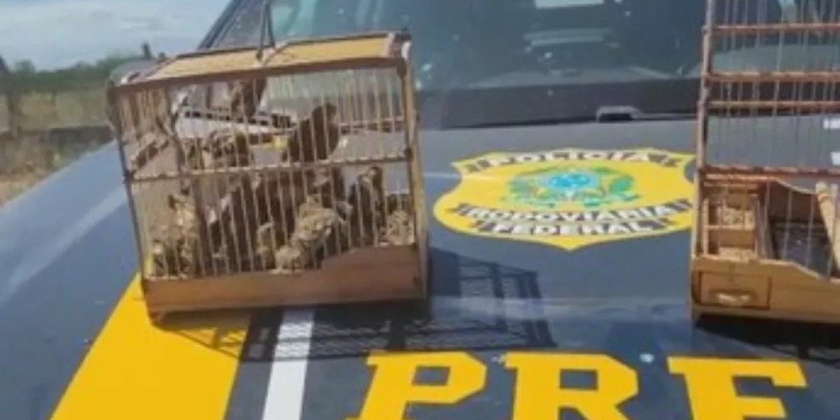 PRF e Inema resgatam 44 pássaros silvestres em Juazeiro