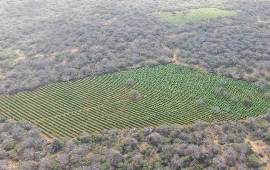 Polícia Militar apreende 90 mil pés de maconha no município de Sento Sé