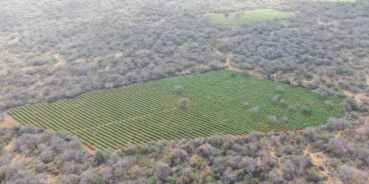 Polícia Militar apreende 90 mil pés de maconha no município de Sento Sé