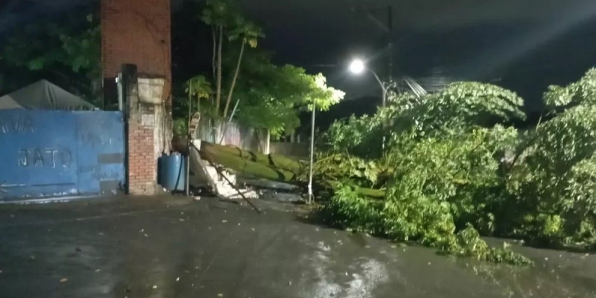 Árvore cai e derruba muro e poste na Mata Escura, em Salvador