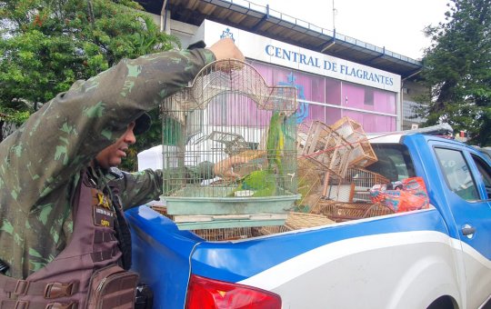 104 aves são resgatadas e 11 comerciantes ilegais são presos, no Largo do Tanque
