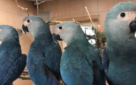 Ararinhas-azuis nascidas em viveiros são soltas no norte baiano