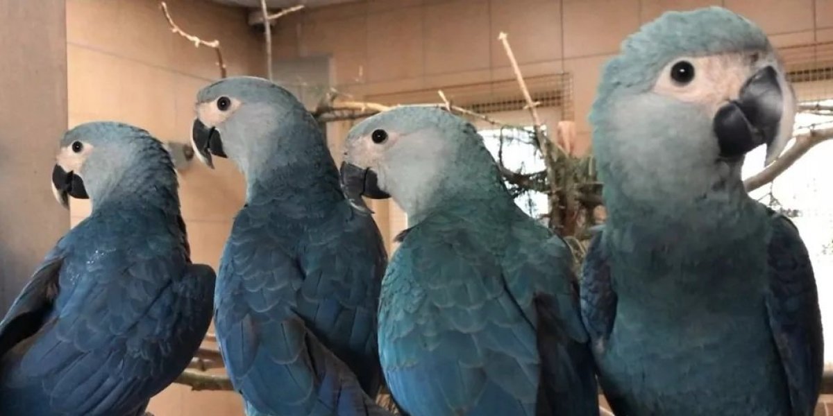 Ararinhas-azuis nascidas em viveiros são soltas no norte baiano