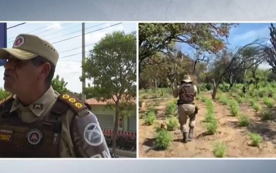 Polícia destrói 46 mil pés de maconha na cidade de Sento Sé e prende suspeito