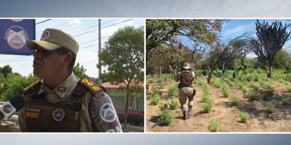 Polícia destrói 46 mil pés de maconha na cidade de Sento Sé e prende suspeito