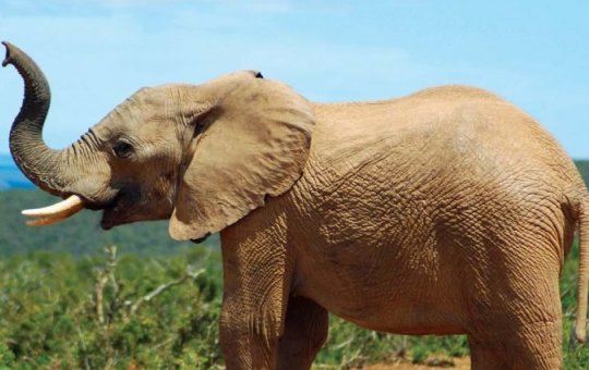 Elefante mata idosa de 70 anos e a pisoteia novamente em funeral na Índia 