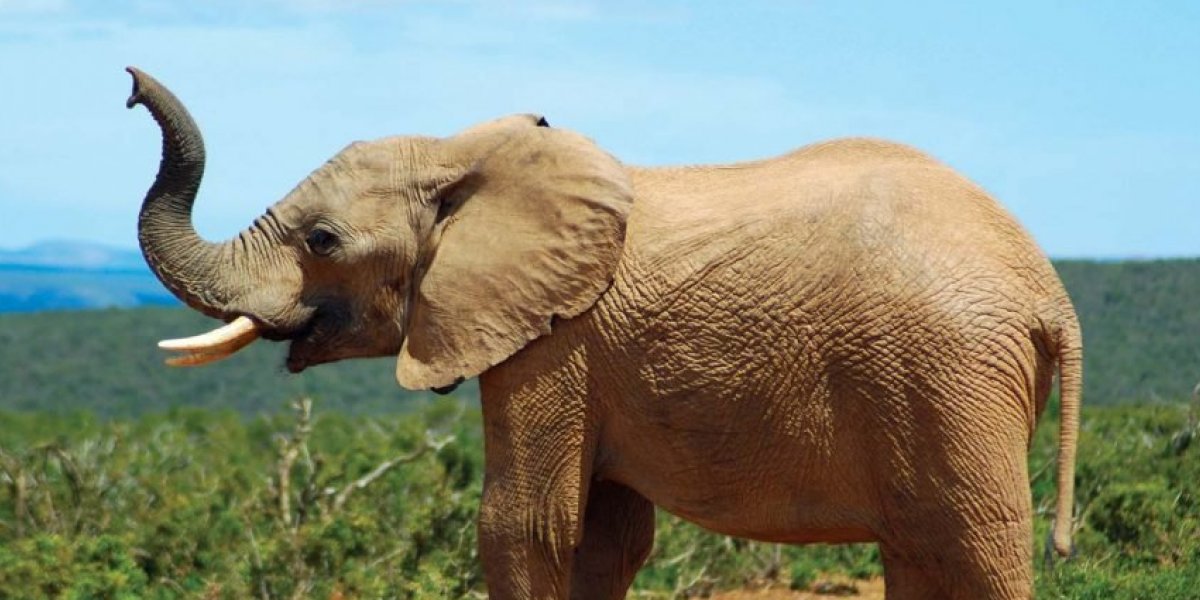 Elefante mata idosa de 70 anos e a pisoteia novamente em funeral na Índia 