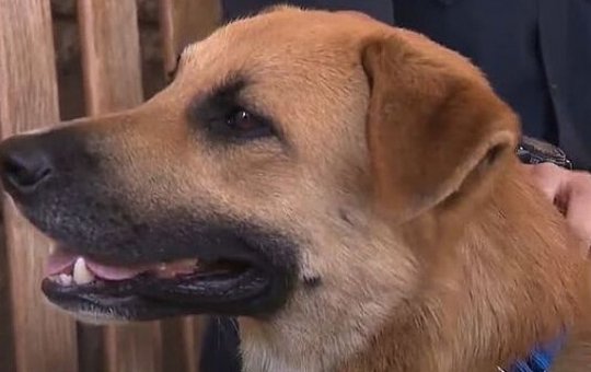 Vira-lata caramelo entra em jaula de gorila e é perseguido por primatas; confira