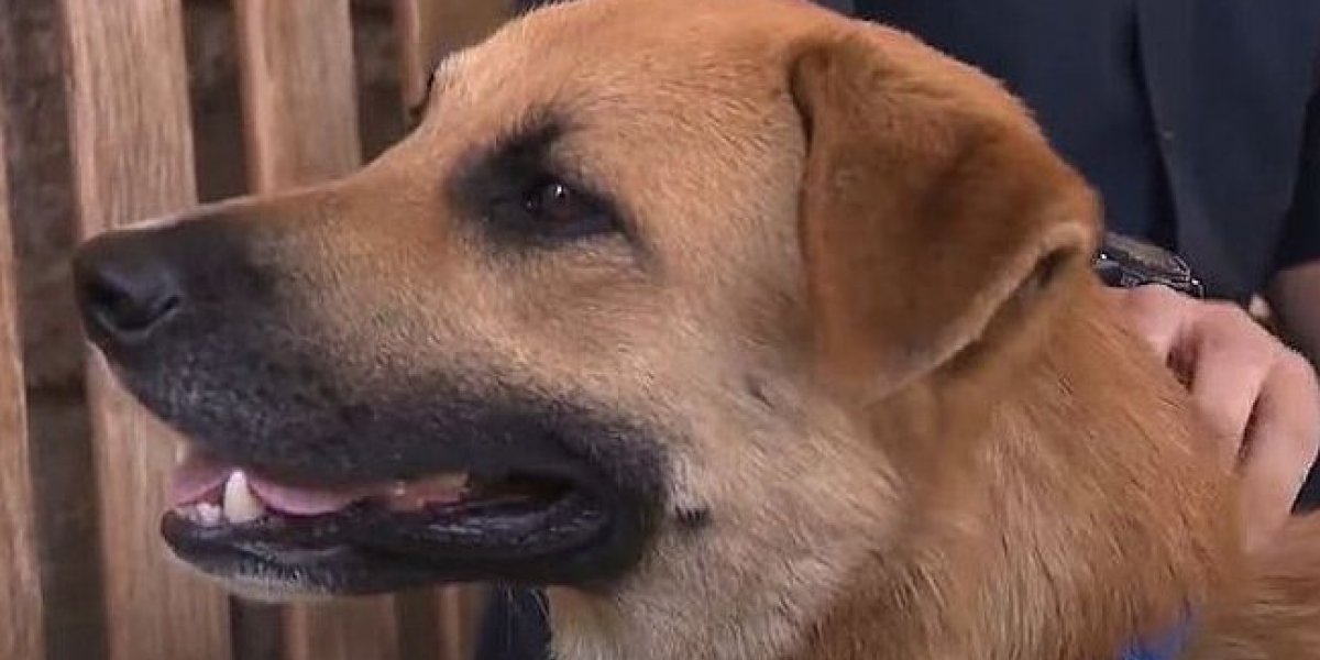 Vira-lata caramelo entra em jaula de gorila e é perseguido por primatas; confira