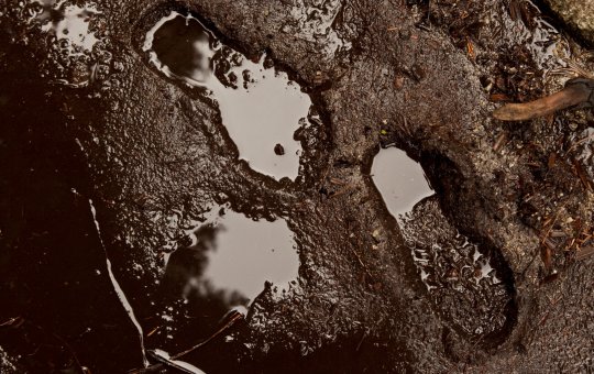 Aracaju: Suspeito de cometer assalto morre preso na lama durante fuga