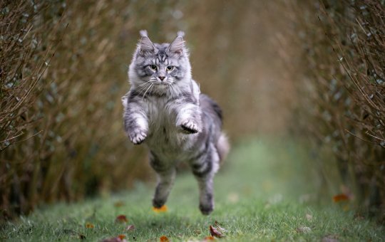 Rússia: Mulher morre dentro de casa e é comida pelos 20 gatos de estimação