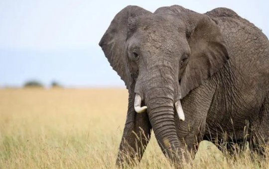 Após matar mulher pisoteada, elefante teria chamado manada para atacar sua casa