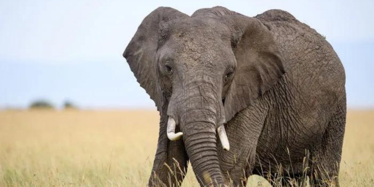 Após matar mulher pisoteada, elefante teria chamado manada para atacar sua casa