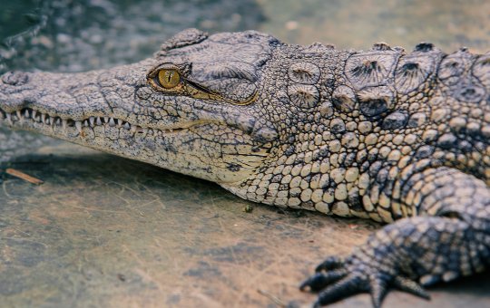 Vídeo de idoso batendo em crocodilo com frigideira viraliza na web; confira