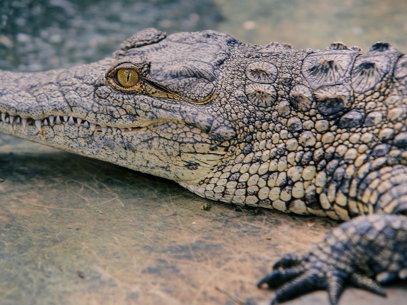 Vídeo de idoso batendo em crocodilo com frigideira viraliza na web; confira