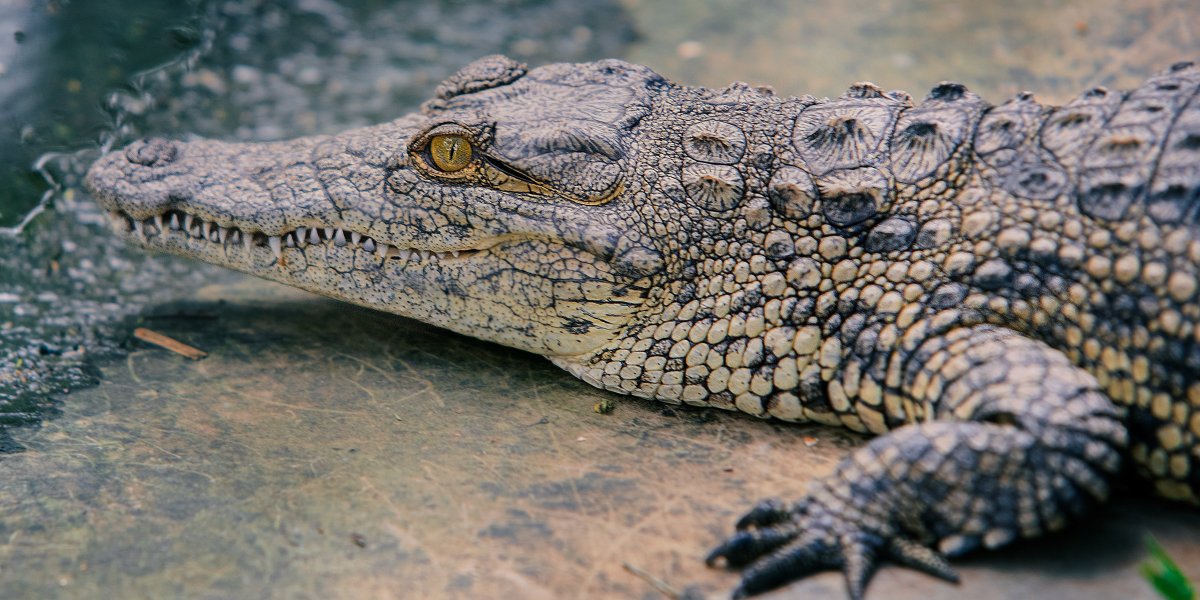 Vídeo de idoso batendo em crocodilo com frigideira viraliza na web; confira