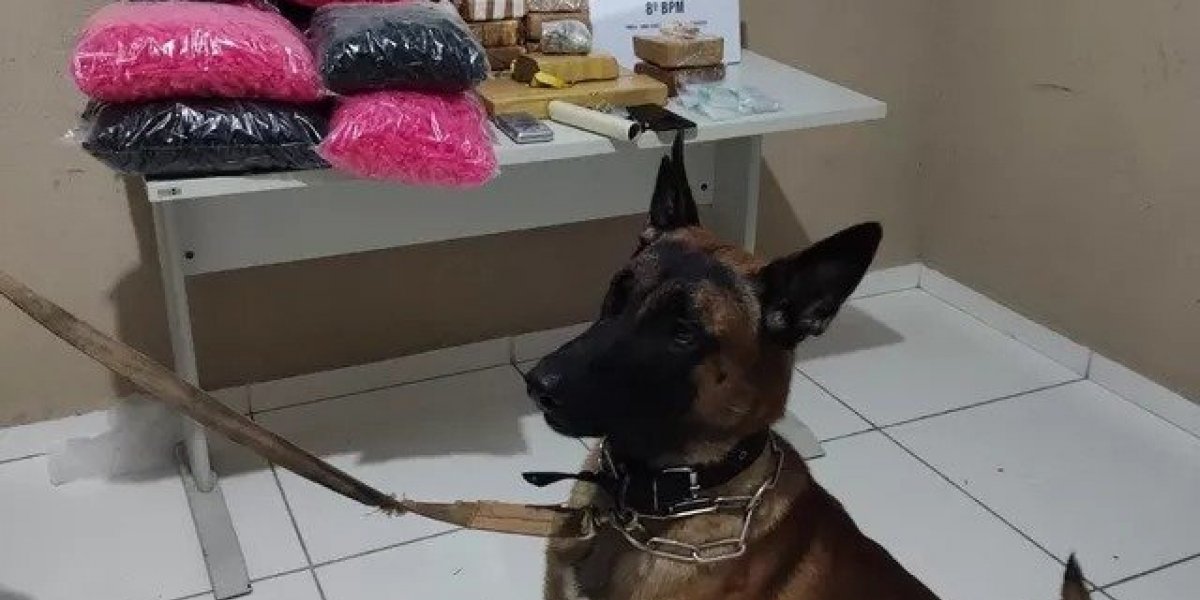 Cerca de 14 kg de drogas são encontradas em imóvel na cidade de Porto Seguro