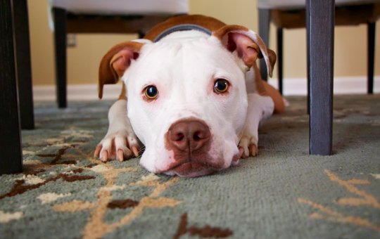 Preocupado com seu pet durante a queima de fogos?Confira dicas de como o acalmar