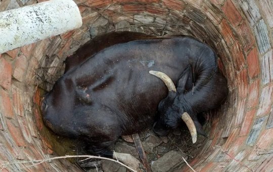 Vaca prenha é resgatada de fossa de mais de três metros em Alagoinhas