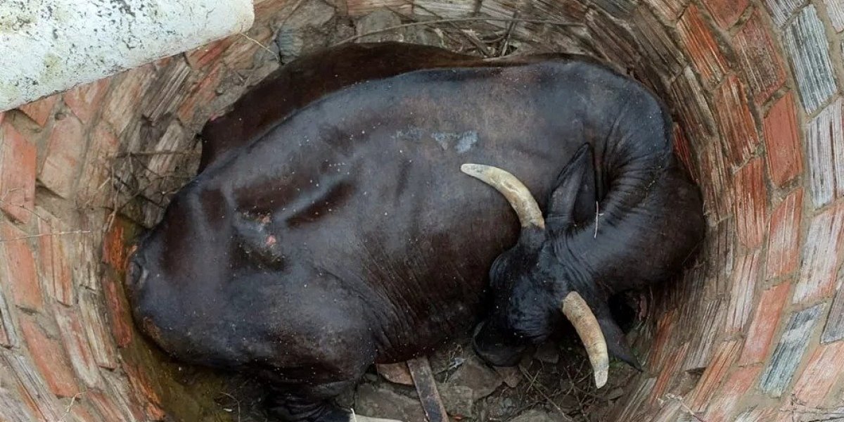 Vaca prenha é resgatada de fossa de mais de três metros em Alagoinhas