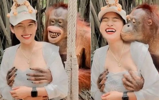 Vídeo de orangotango apalpando seios e dando beijo em turista viraliza; veja