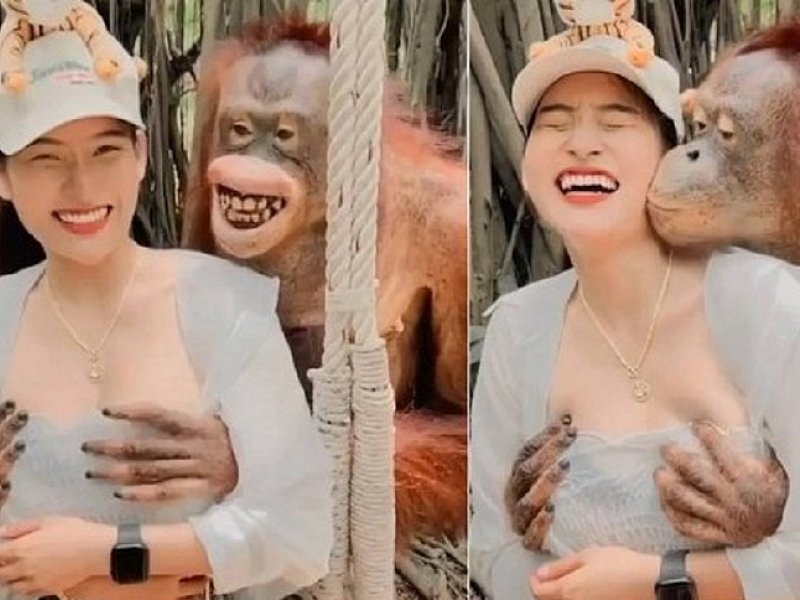 Vídeo de orangotango apalpando seios e dando beijo em turista viraliza; veja