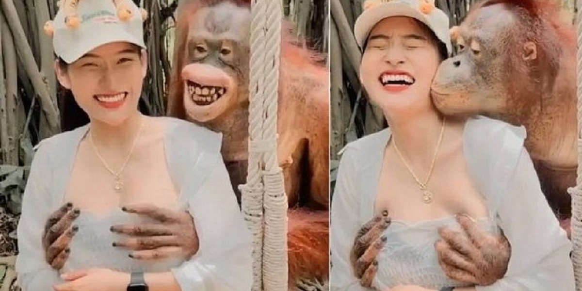 Vídeo de orangotango apalpando seios e dando beijo em turista viraliza; veja