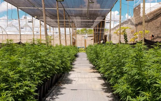 Primeiro museu de cannabis no Brasil será fundado em João Pessoa