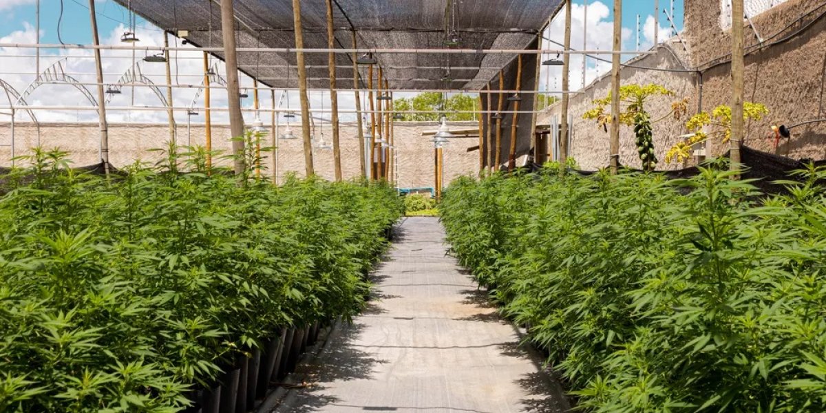 Primeiro museu de cannabis no Brasil será fundado em João Pessoa