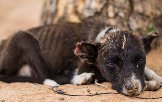 Salvador: Mulher é detida após denúncia de maus-tratos contra cachorros