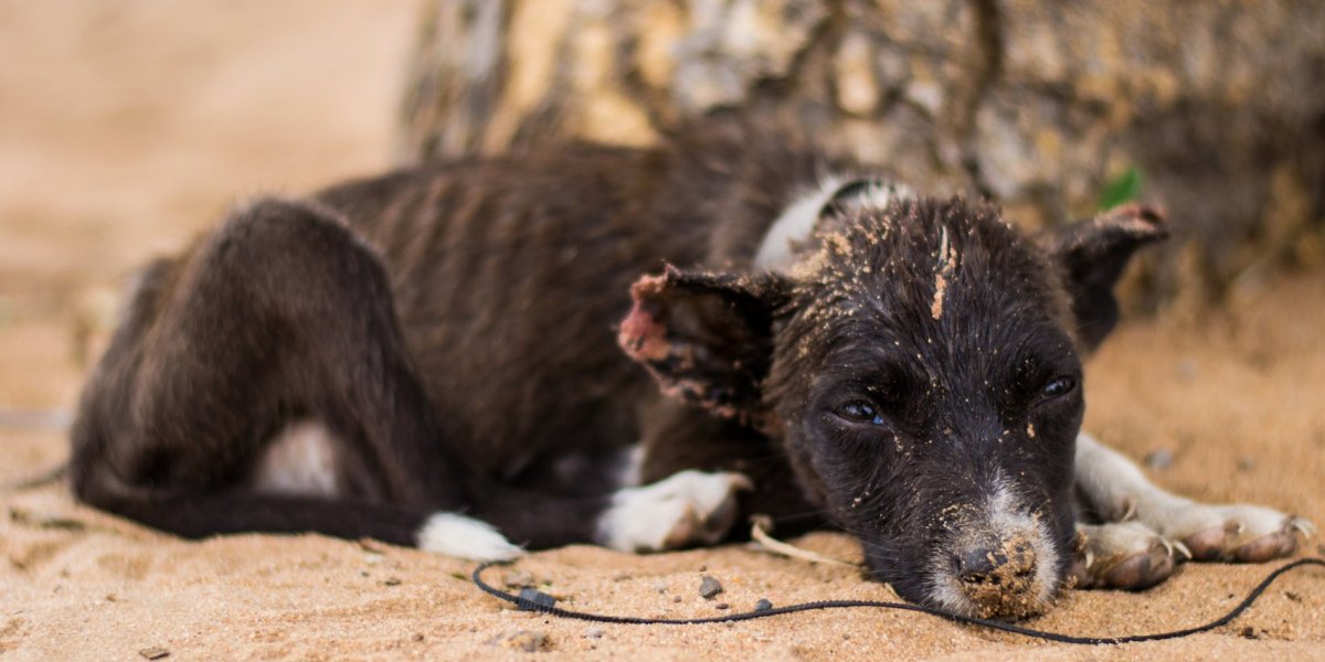 Salvador: Mulher é detida após denúncia de maus-tratos contra cachorros