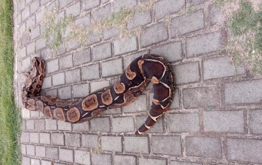 Jiboia de quase 3 metros espanta moradores do município de Ilhéus, na Bahia