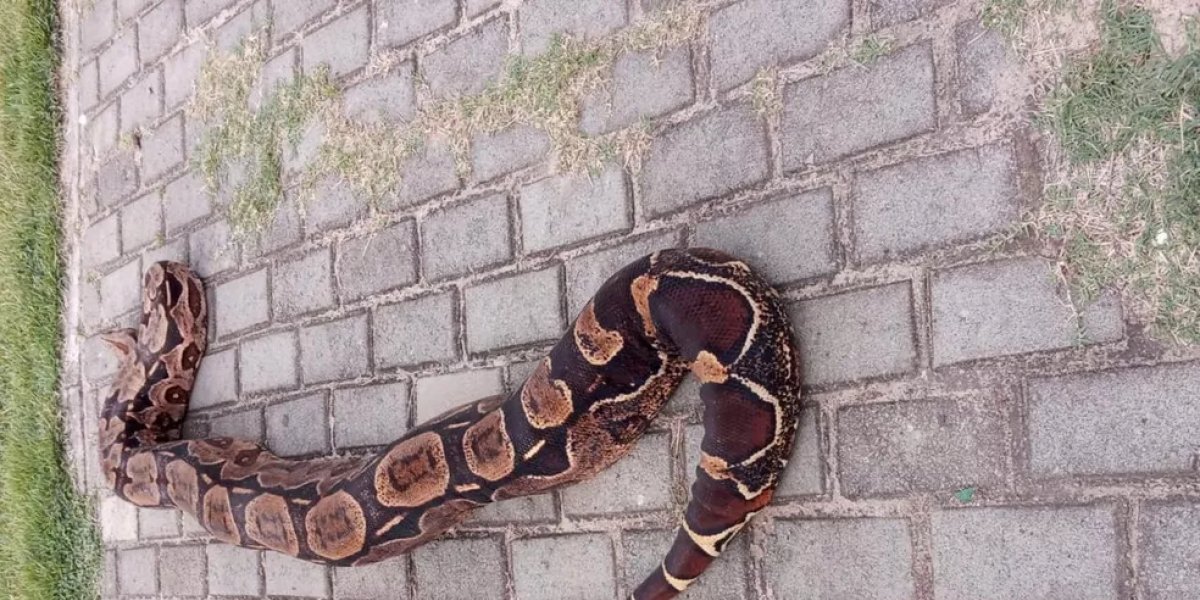 Jiboia de quase 3 metros espanta moradores do município de Ilhéus, na Bahia